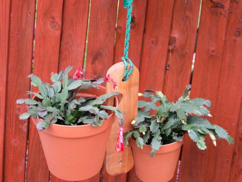 Wooden Flower Hanger - For x2 SMALL/MEDIUM Flower Pots
